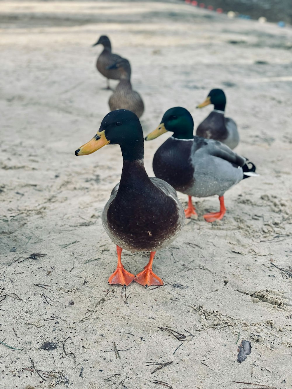 a group of ducks standing on top of a sandy beach