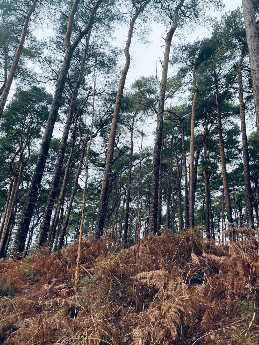 a forest filled with lots of tall trees