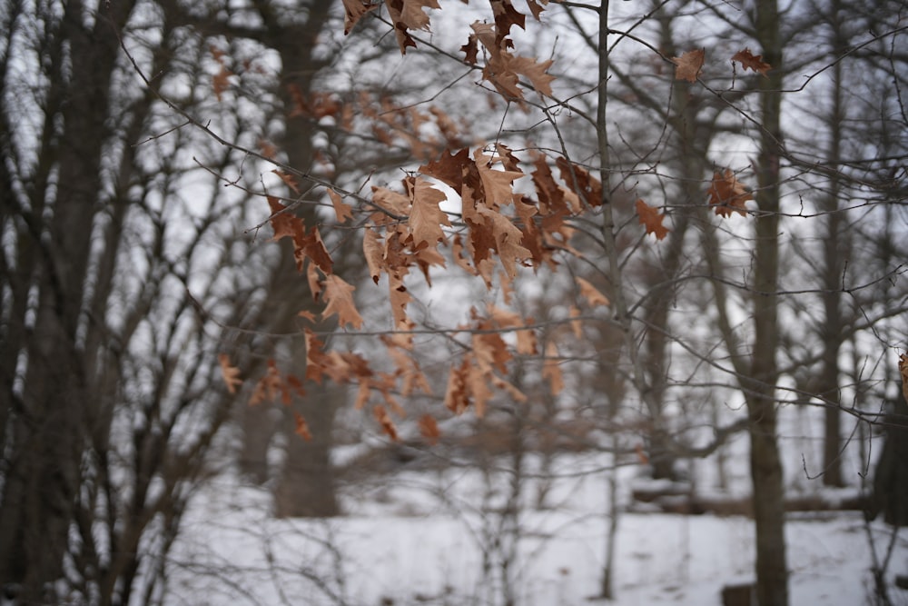 a tree with brown leaves in the snow