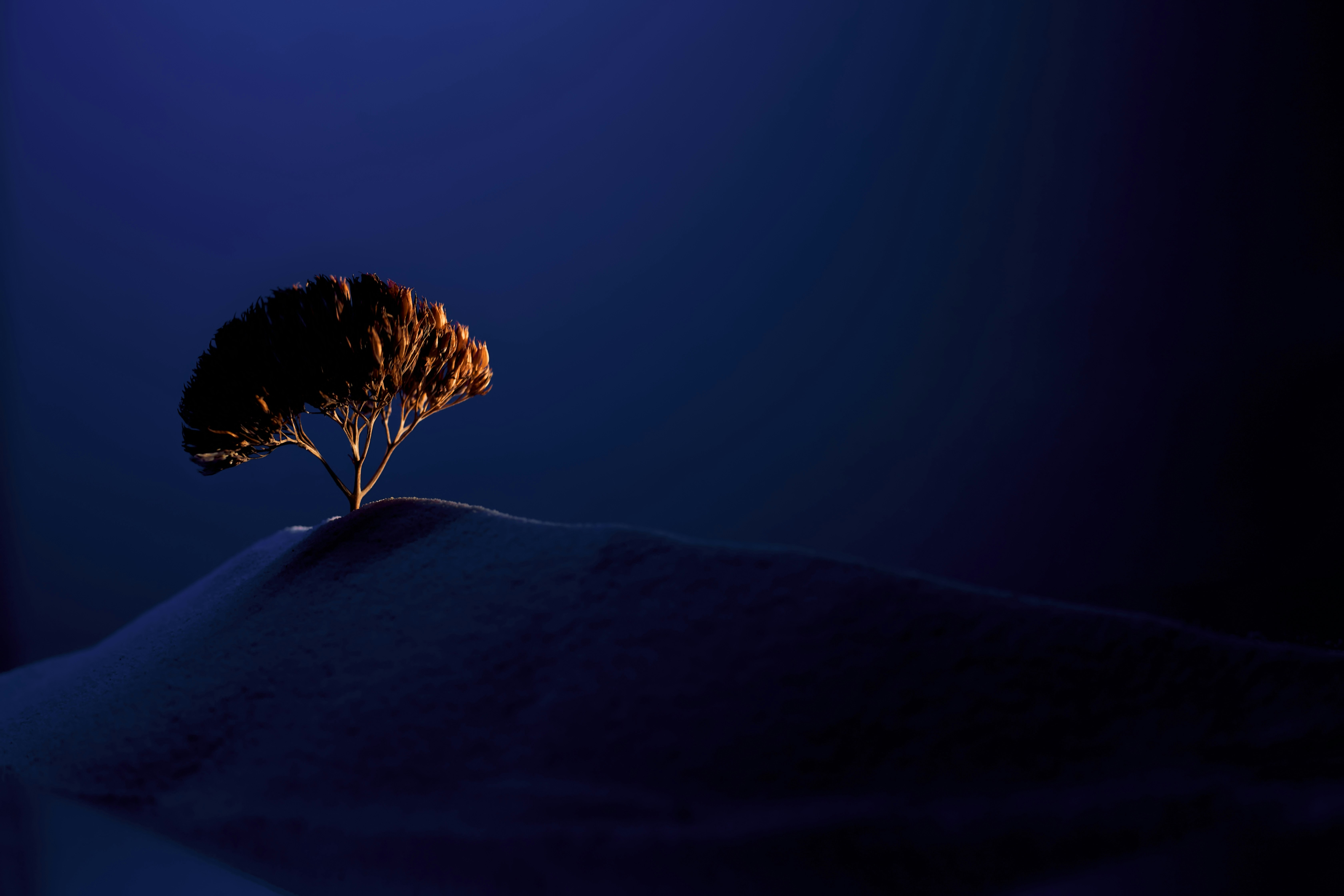 a lone tree sitting on top of a snow covered hill