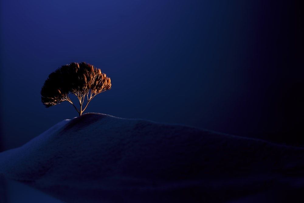 a lone tree sitting on top of a snow covered hill