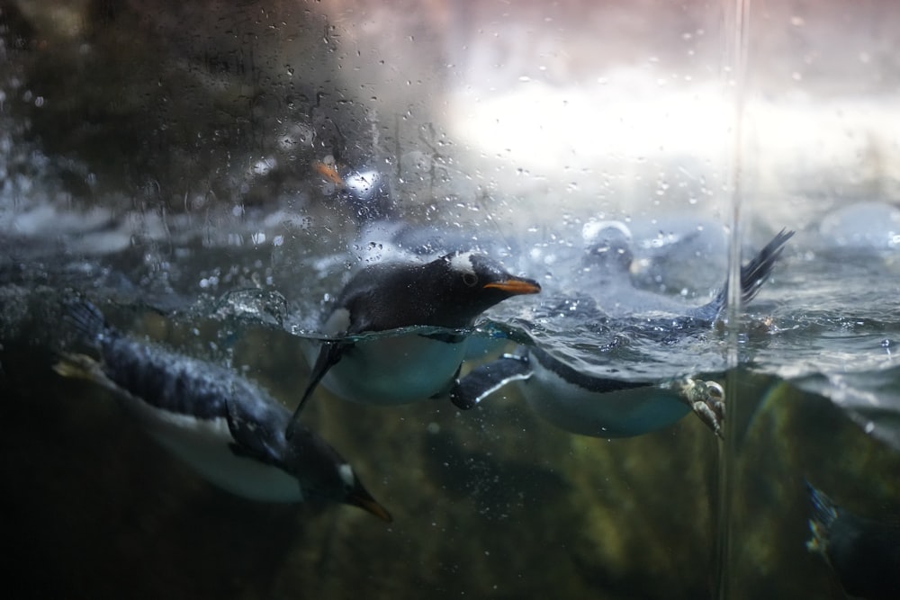 a group of penguins swimming in the water