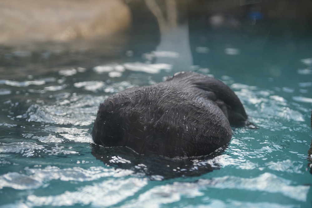 a black bear swimming in a pool of water