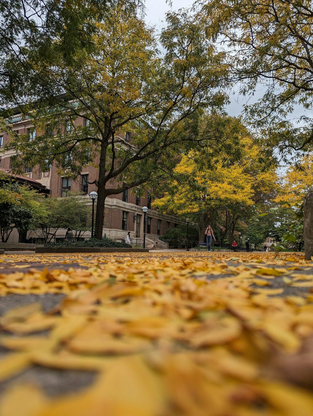 a street with a lot of yellow leaves on the ground