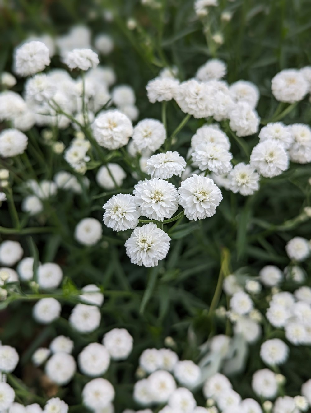 a bunch of white flowers that are in the grass