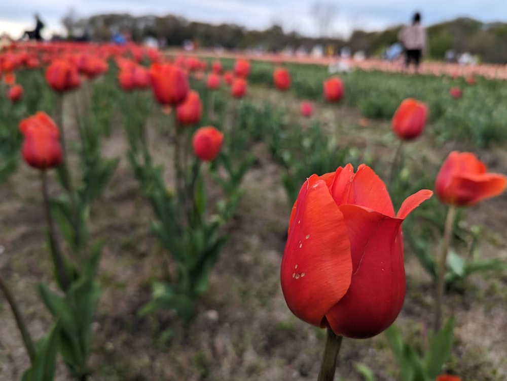 a field full of red flowers with people in the background