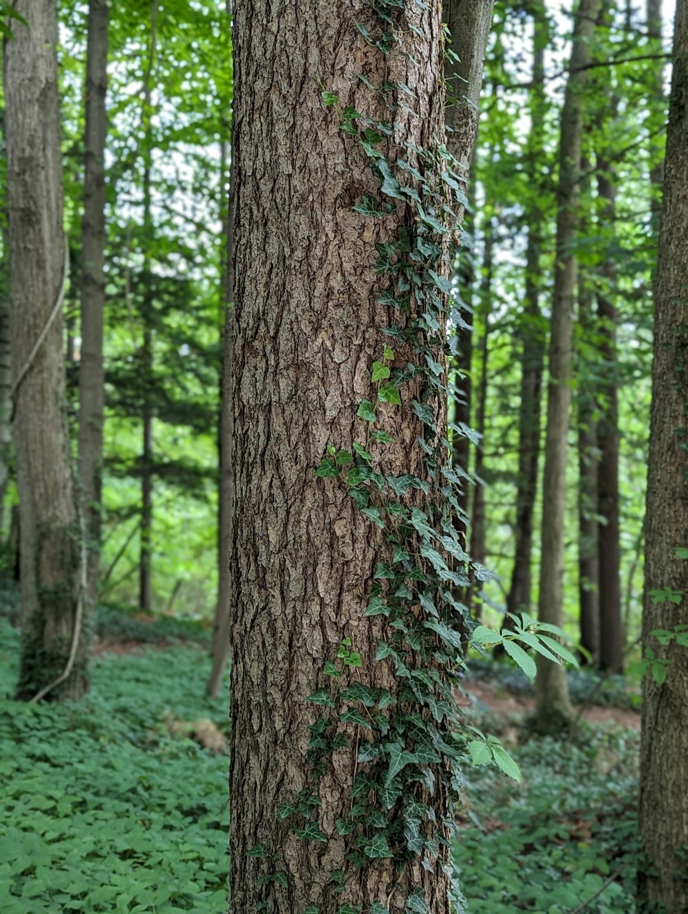 a tree with vines growing on it in a forest