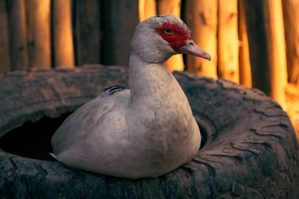 a close up of a duck in a tire