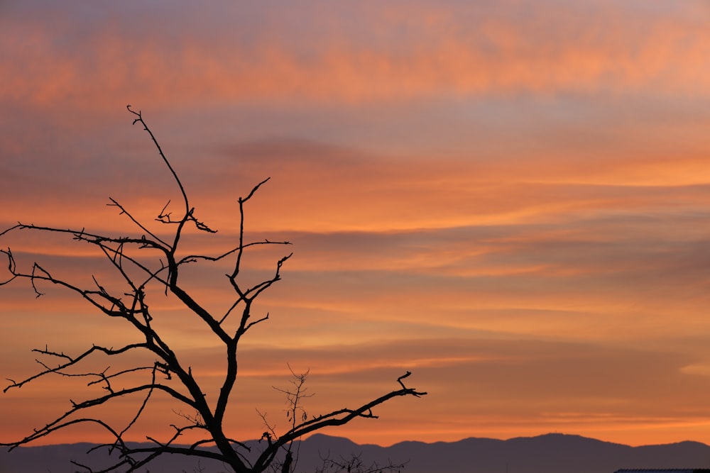 ein Baum ohne Blätter vor einem Sonnenuntergang