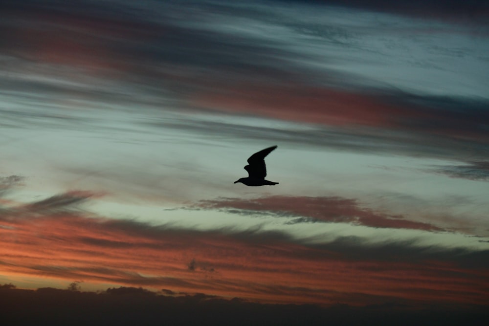 a bird flying in the sky at sunset