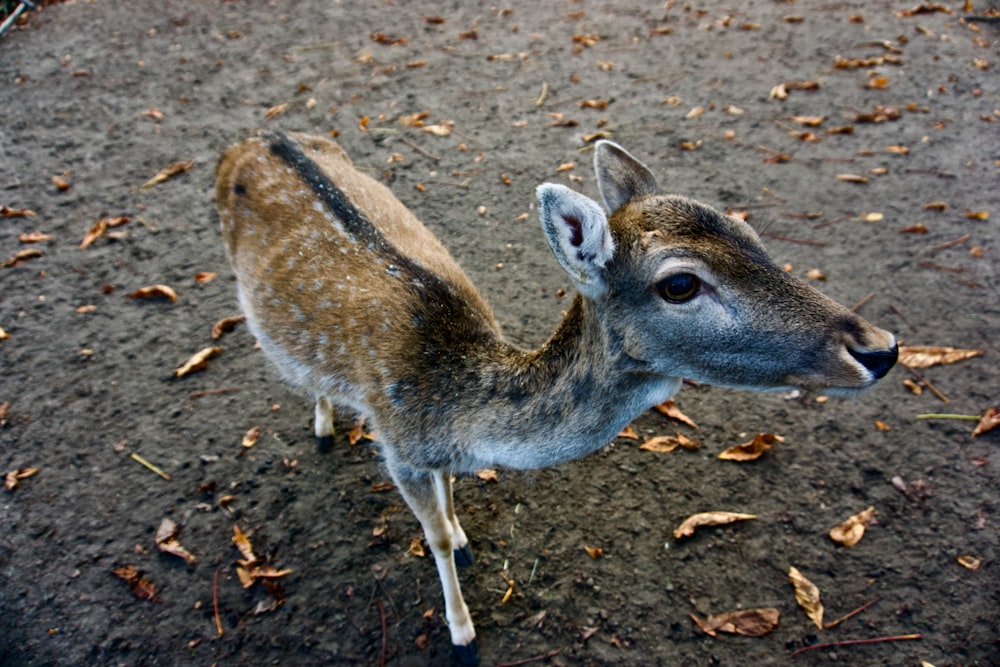 a small deer standing on top of a dirt field