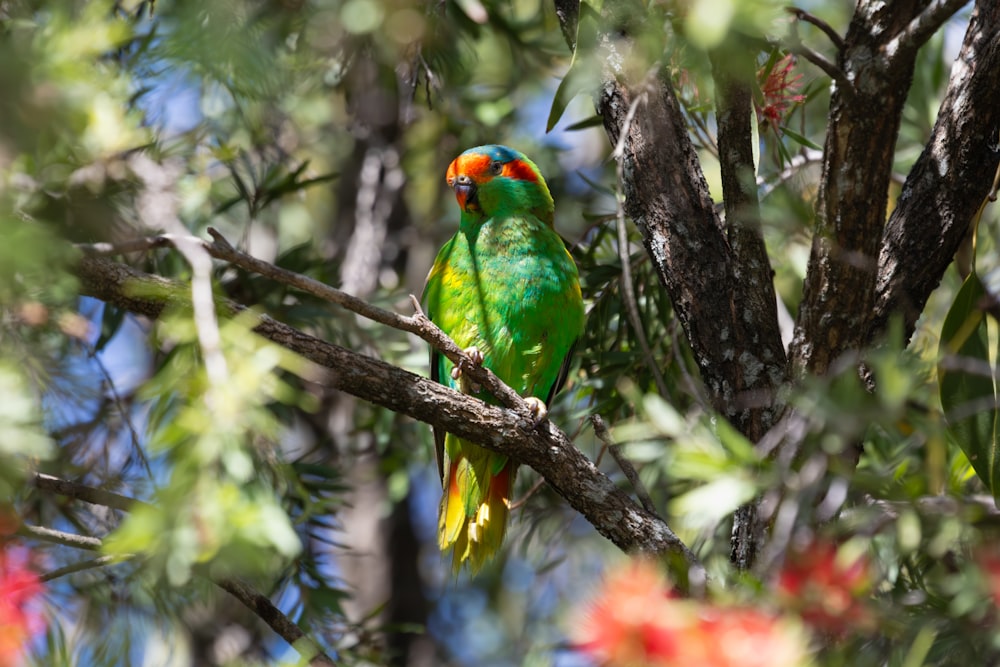 a green bird perched on a branch of a tree