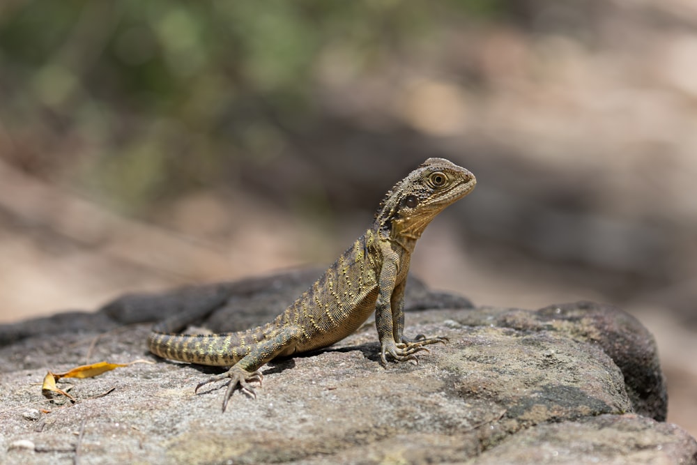 a lizard sitting on top of a rock