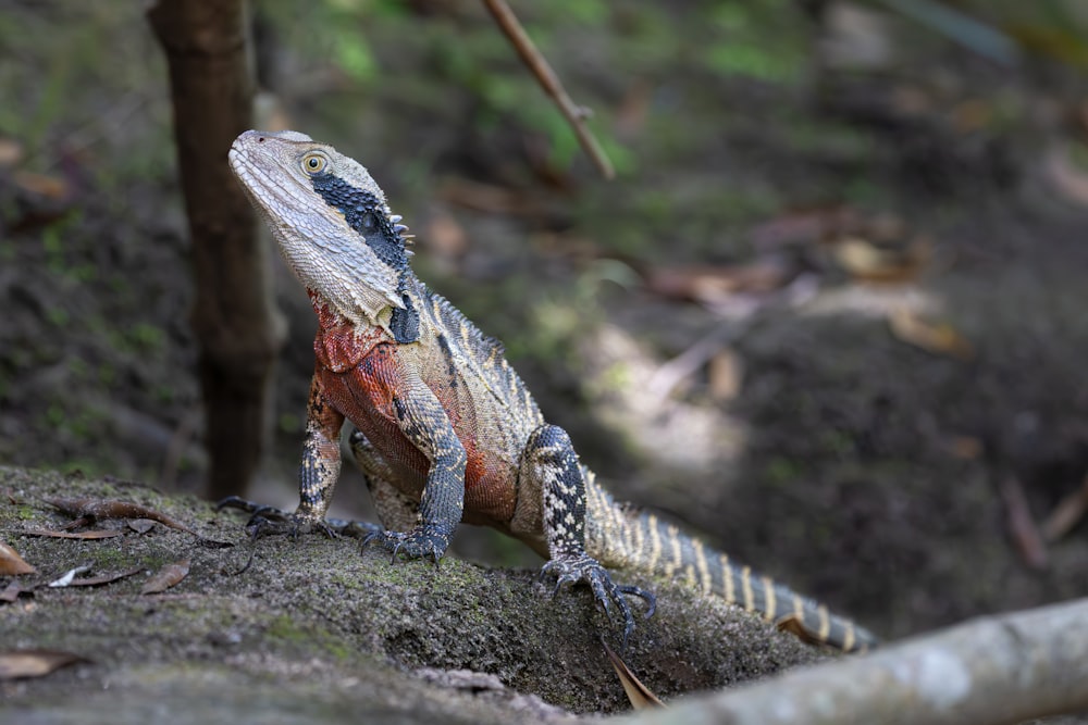 um lagarto sentado em uma rocha na floresta