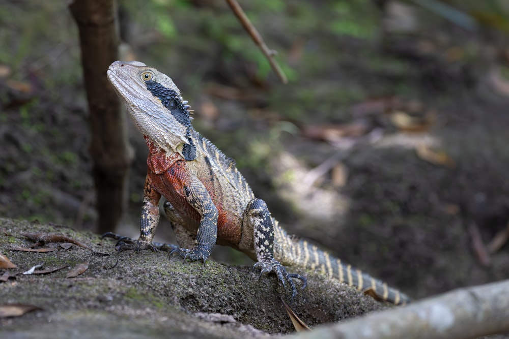 a lizard sitting on a rock in the woods