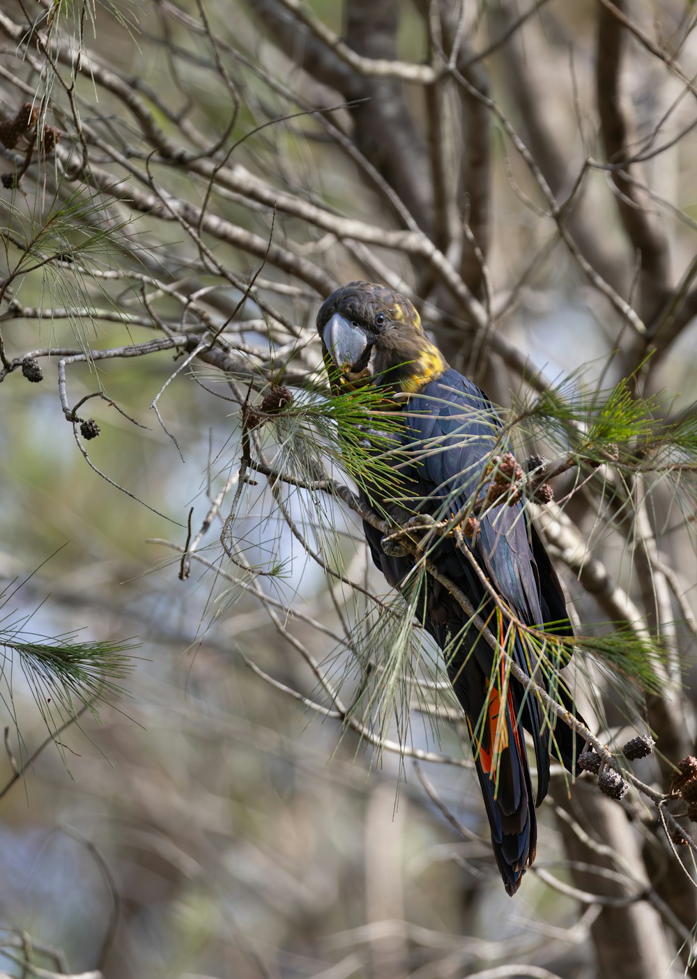 a colorful bird perched on a branch of a tree