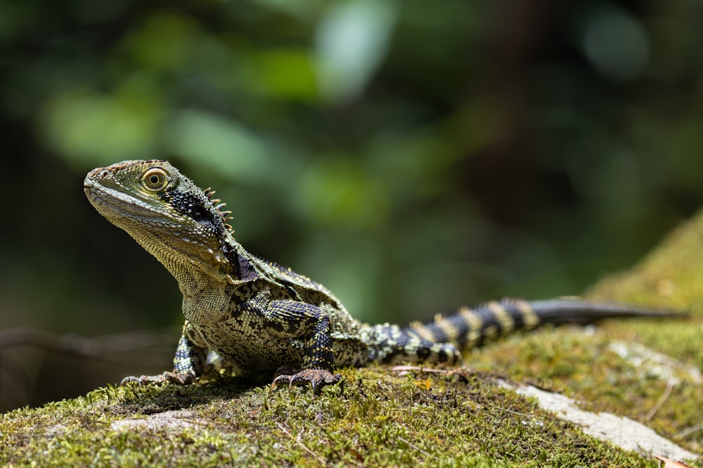 a close up of a lizard on a mossy surface