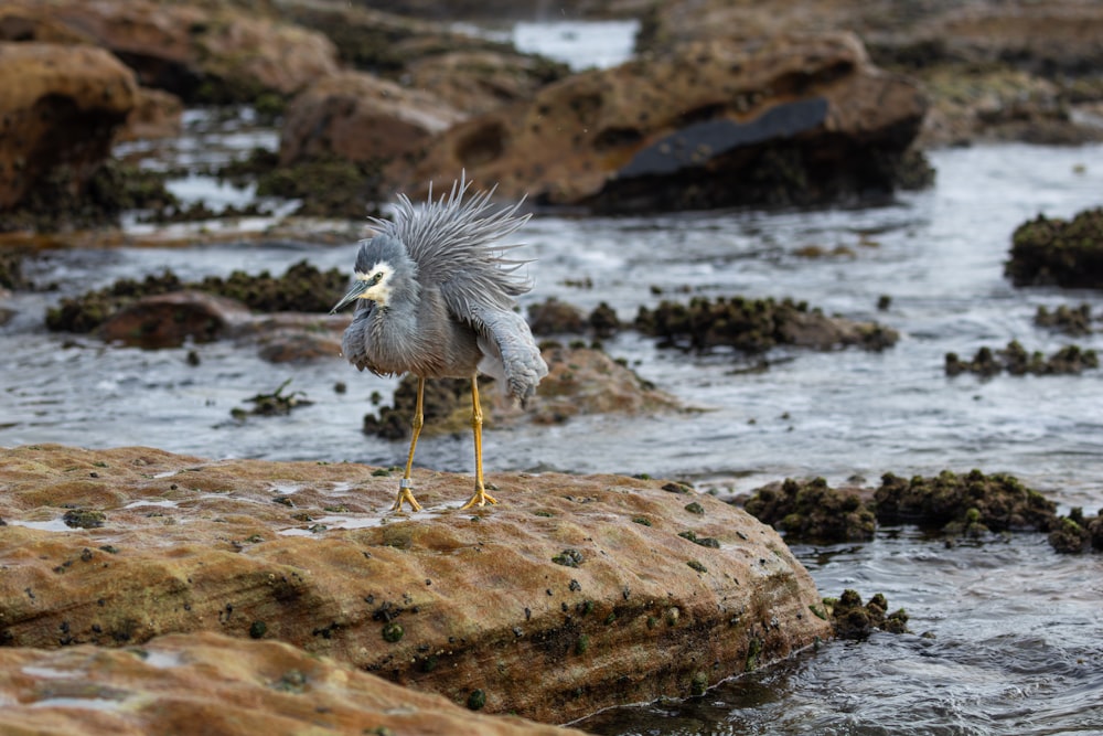 a bird standing on top of a rock next to a body of water