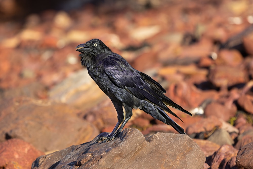 a black bird sitting on top of a pile of rocks