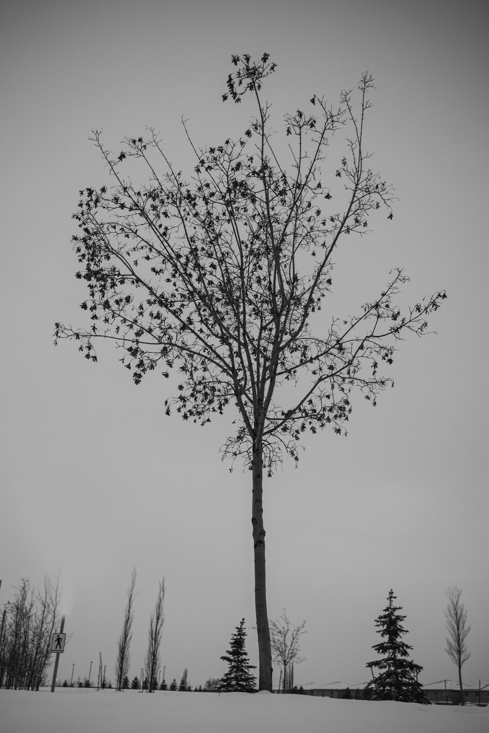 a black and white photo of a tree in the snow