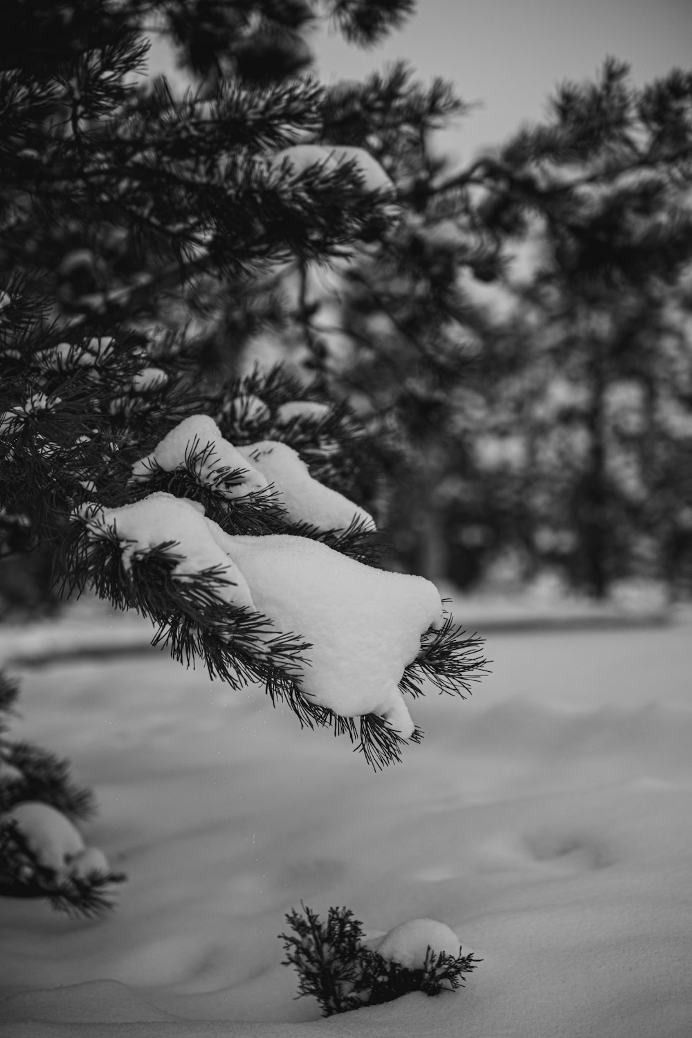 a black and white photo of snow covered pine trees