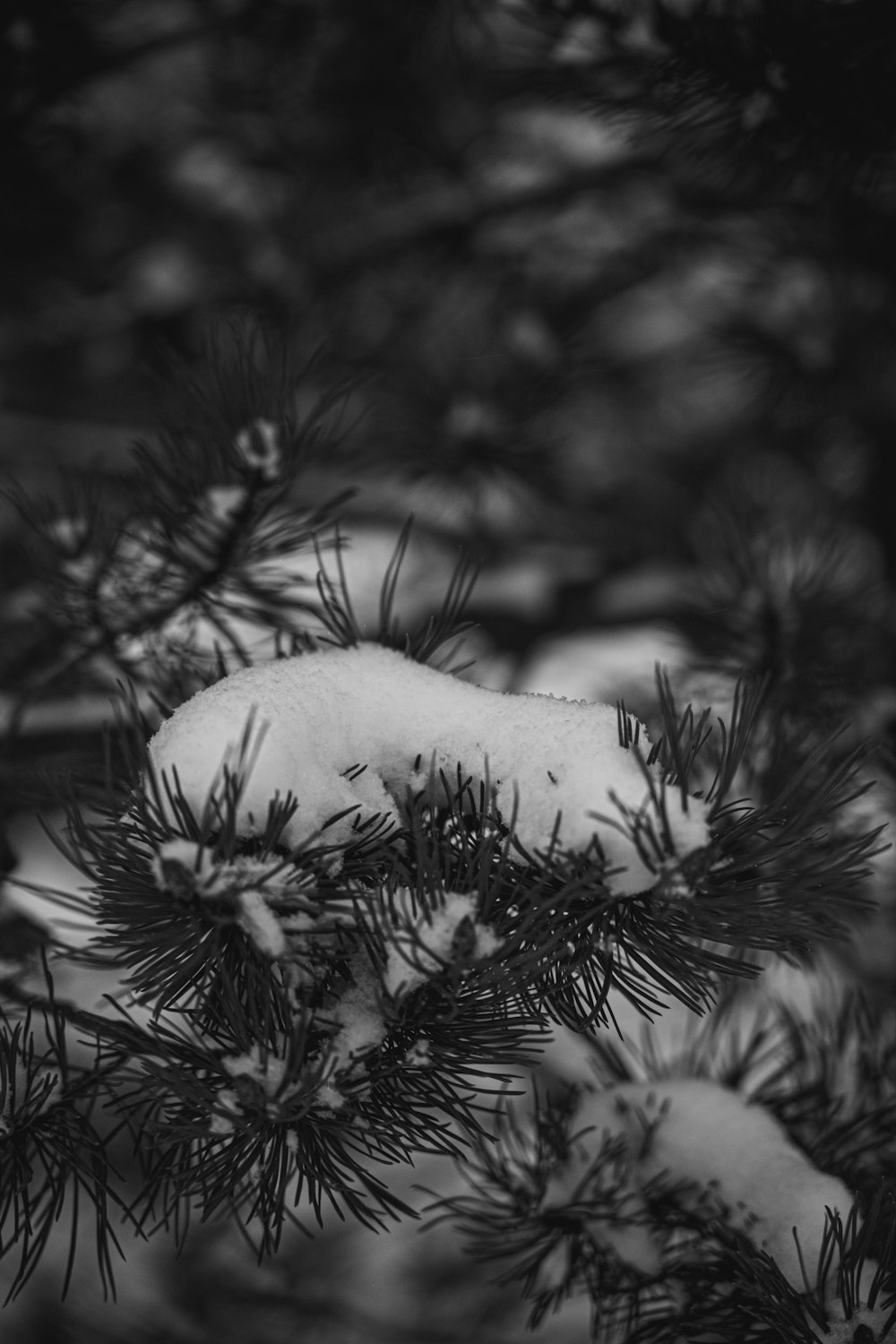 a black and white photo of snow on a pine tree