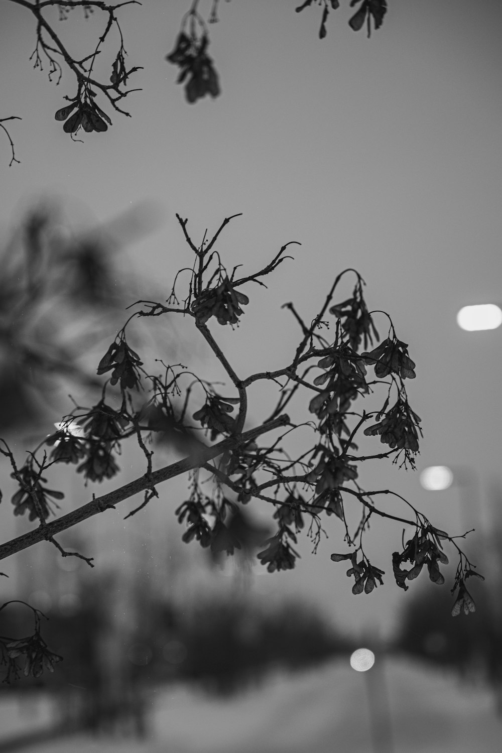 a black and white photo of a tree branch
