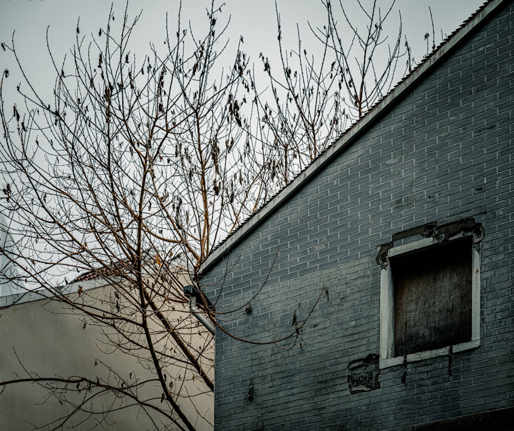 a tree with no leaves in front of a brick building