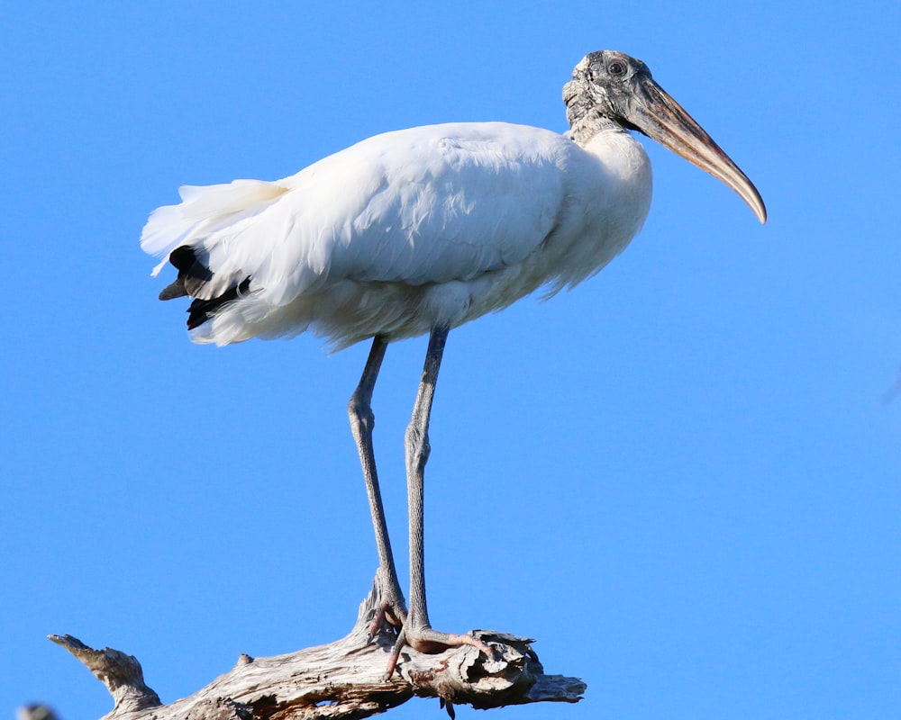 a large white bird standing on top of a tree branch