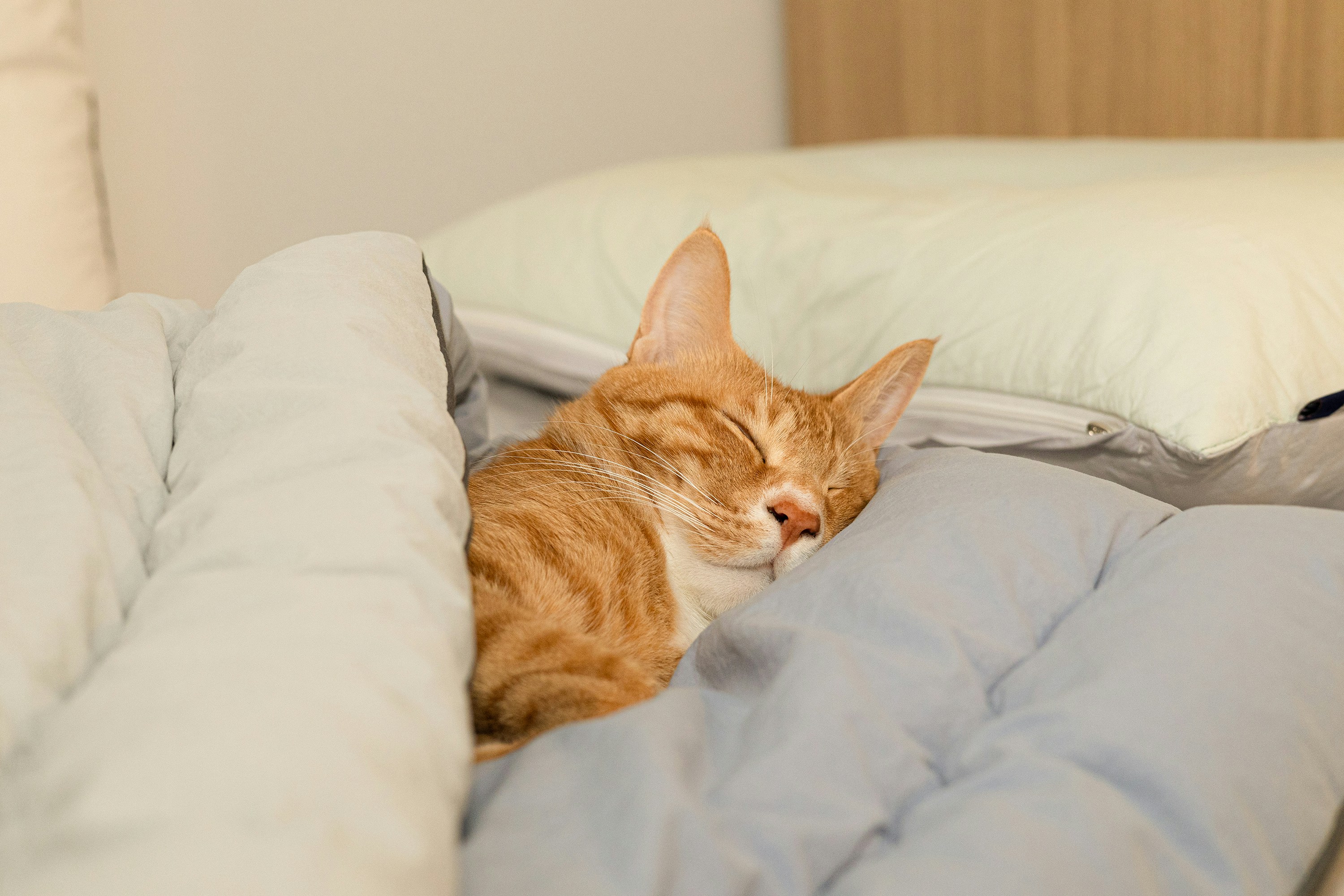Sleeping Spots: Cozy Nests for Peaceful Purring (image credits: unsplash)