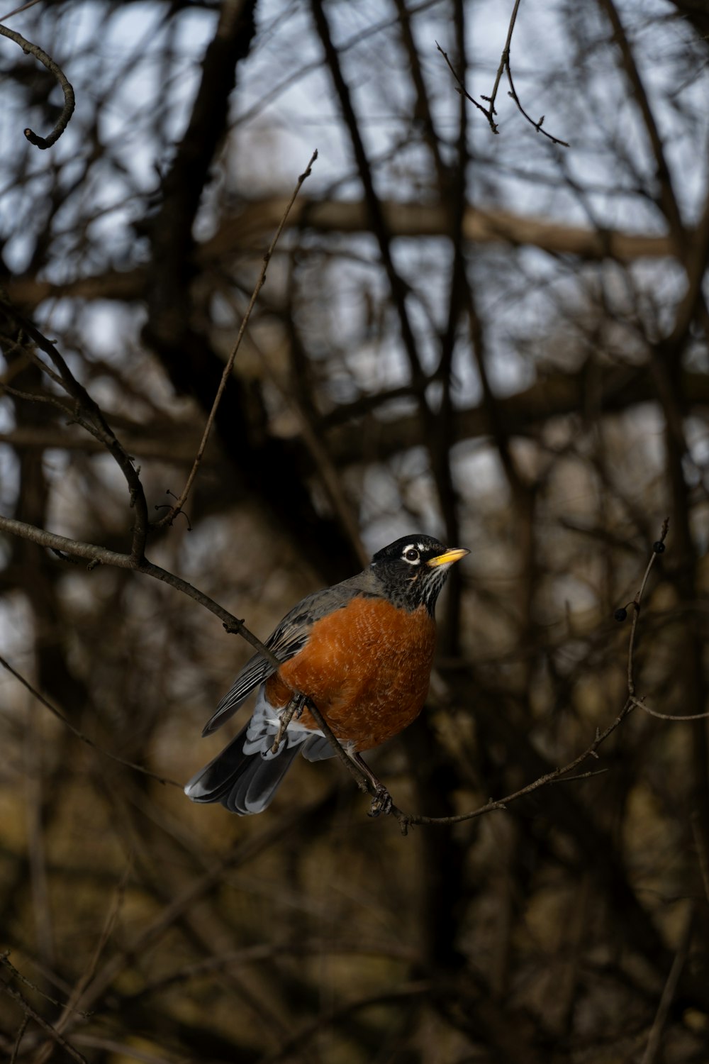 un pájaro sentado en una rama de un árbol