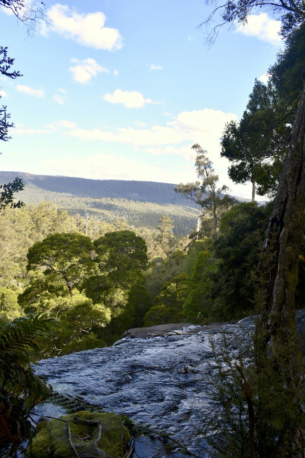 Un río que atraviesa un frondoso bosque verde