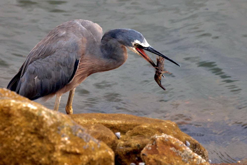 a bird with a fish in it's mouth standing on some rocks