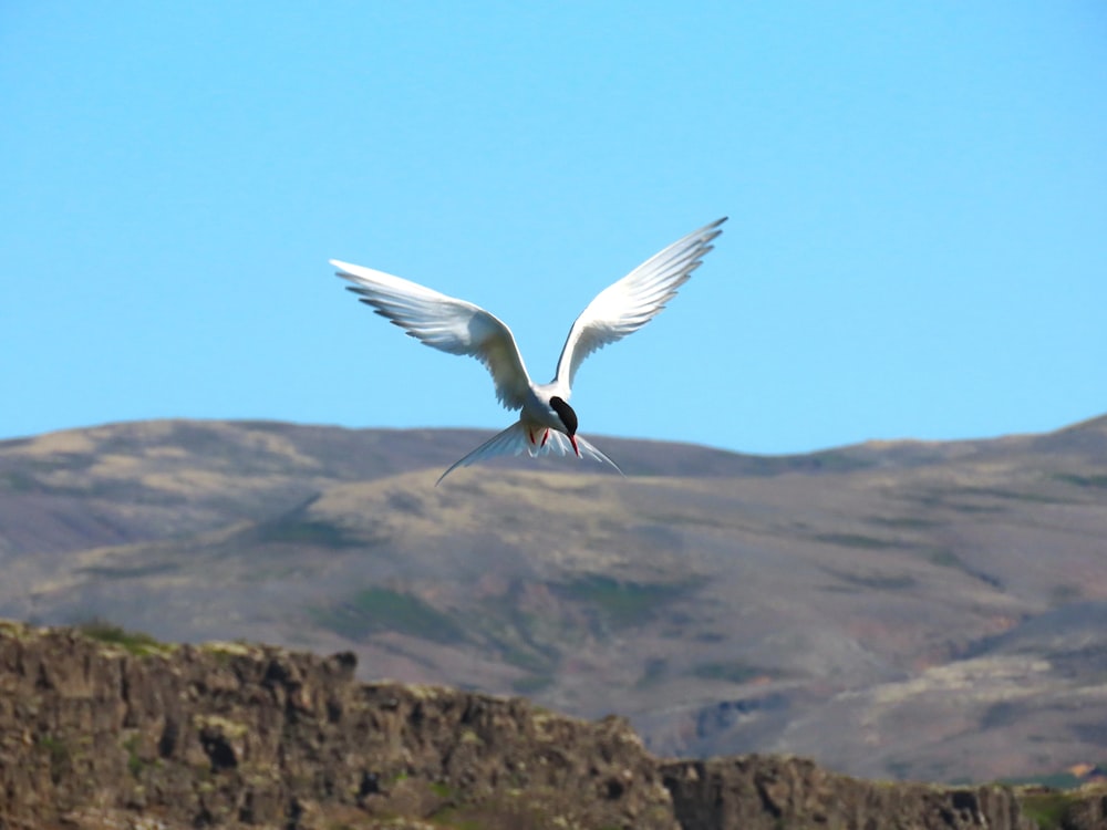 a large white bird flying over a mountain