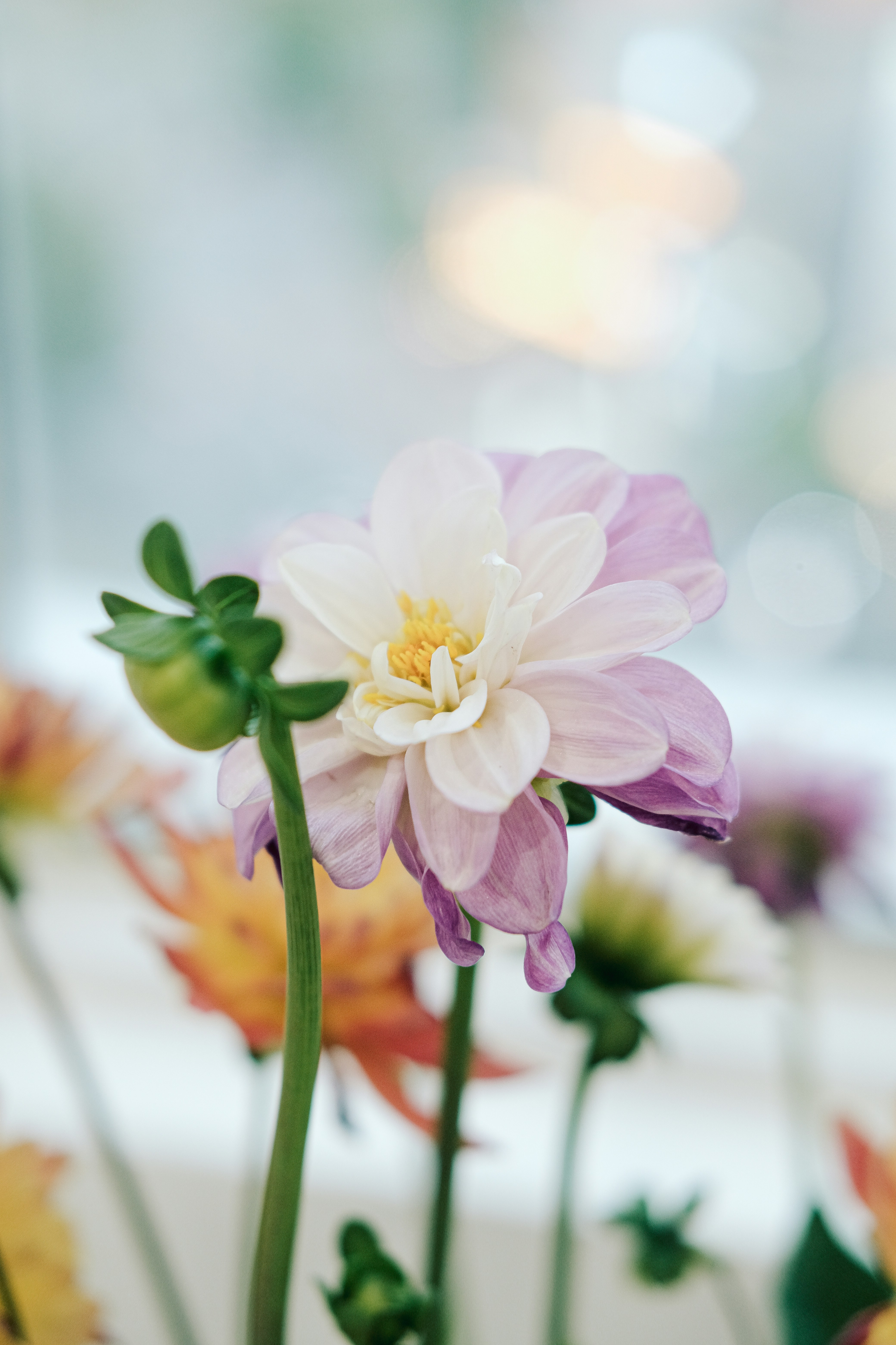 Photo by nganduong93