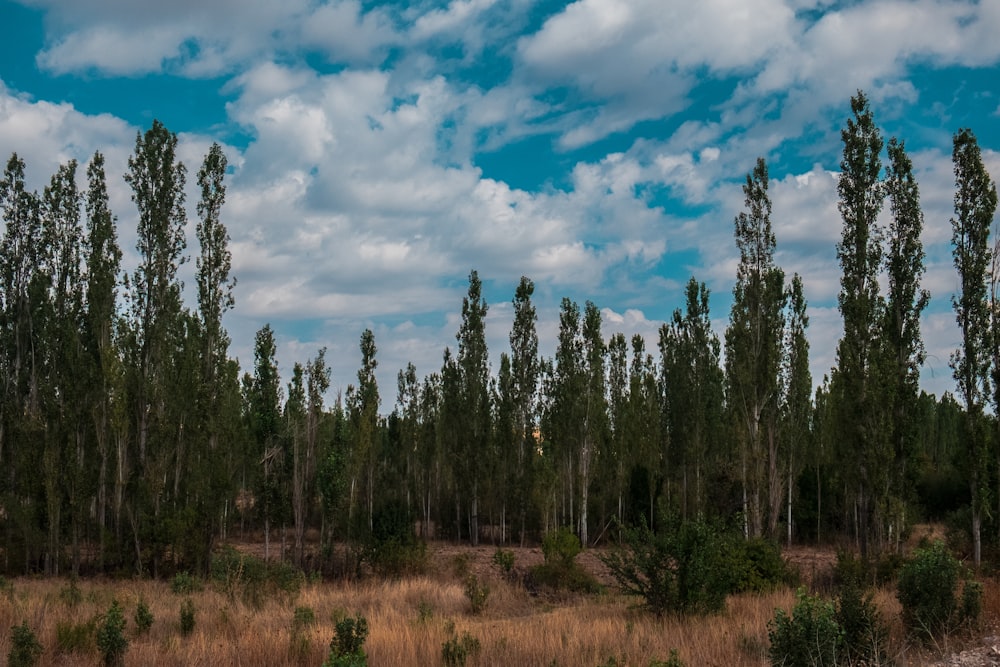 a group of trees in the middle of a field