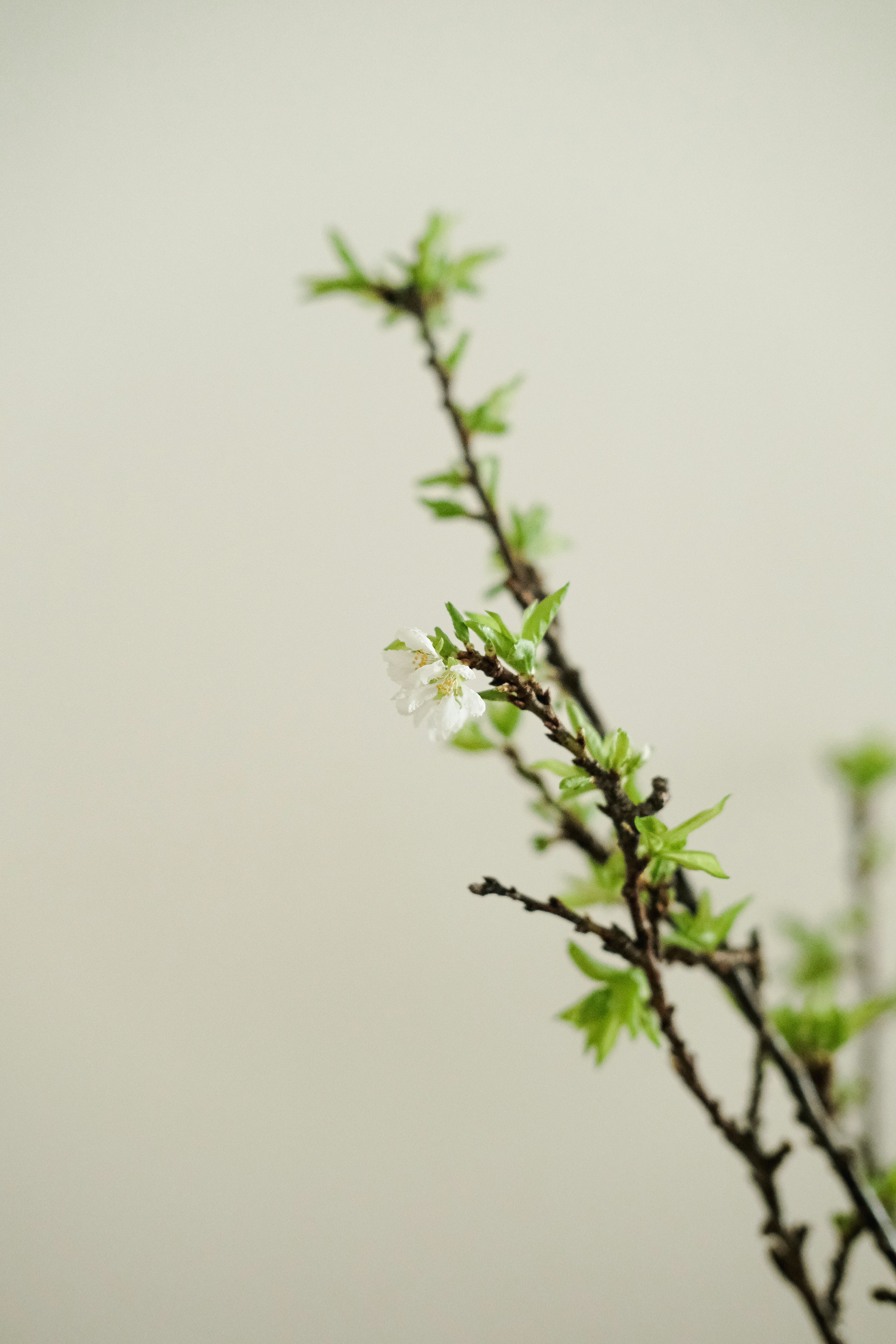 Photo by nganduong93