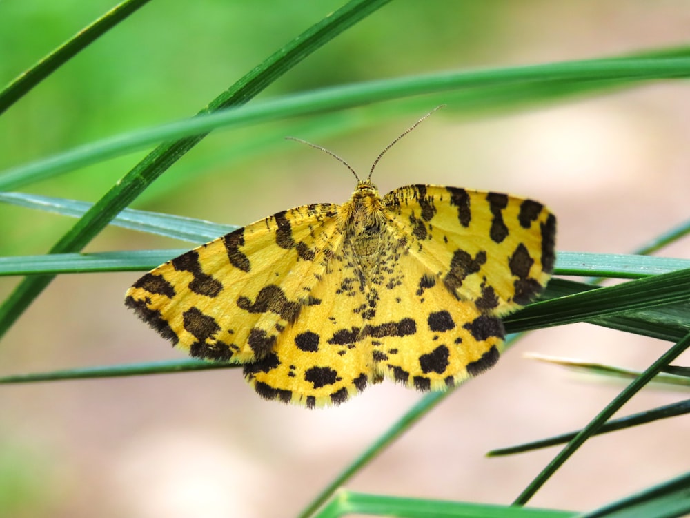 a yellow and black butterfly sitting on top of a green plant