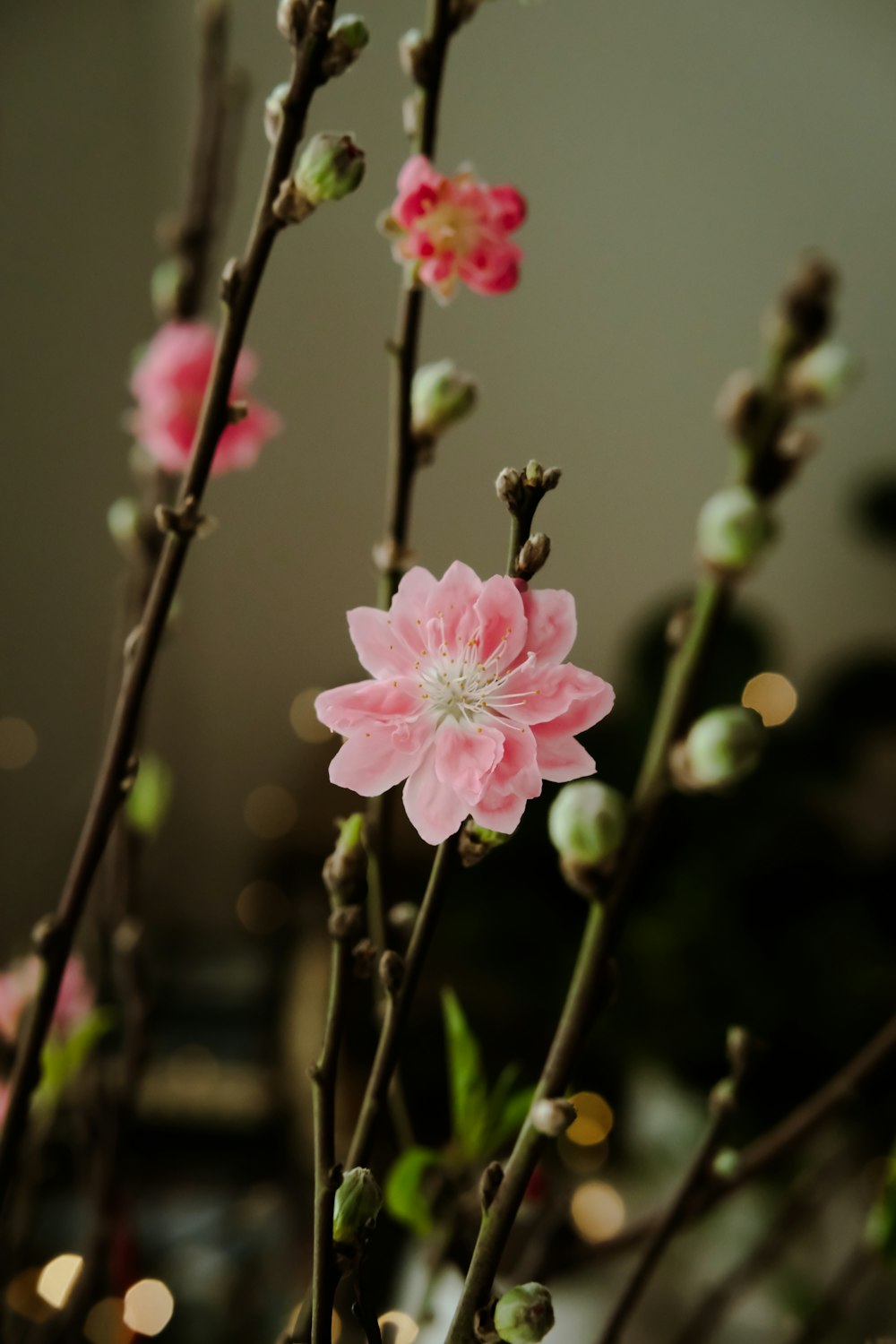 a close up of a pink flower on a tree