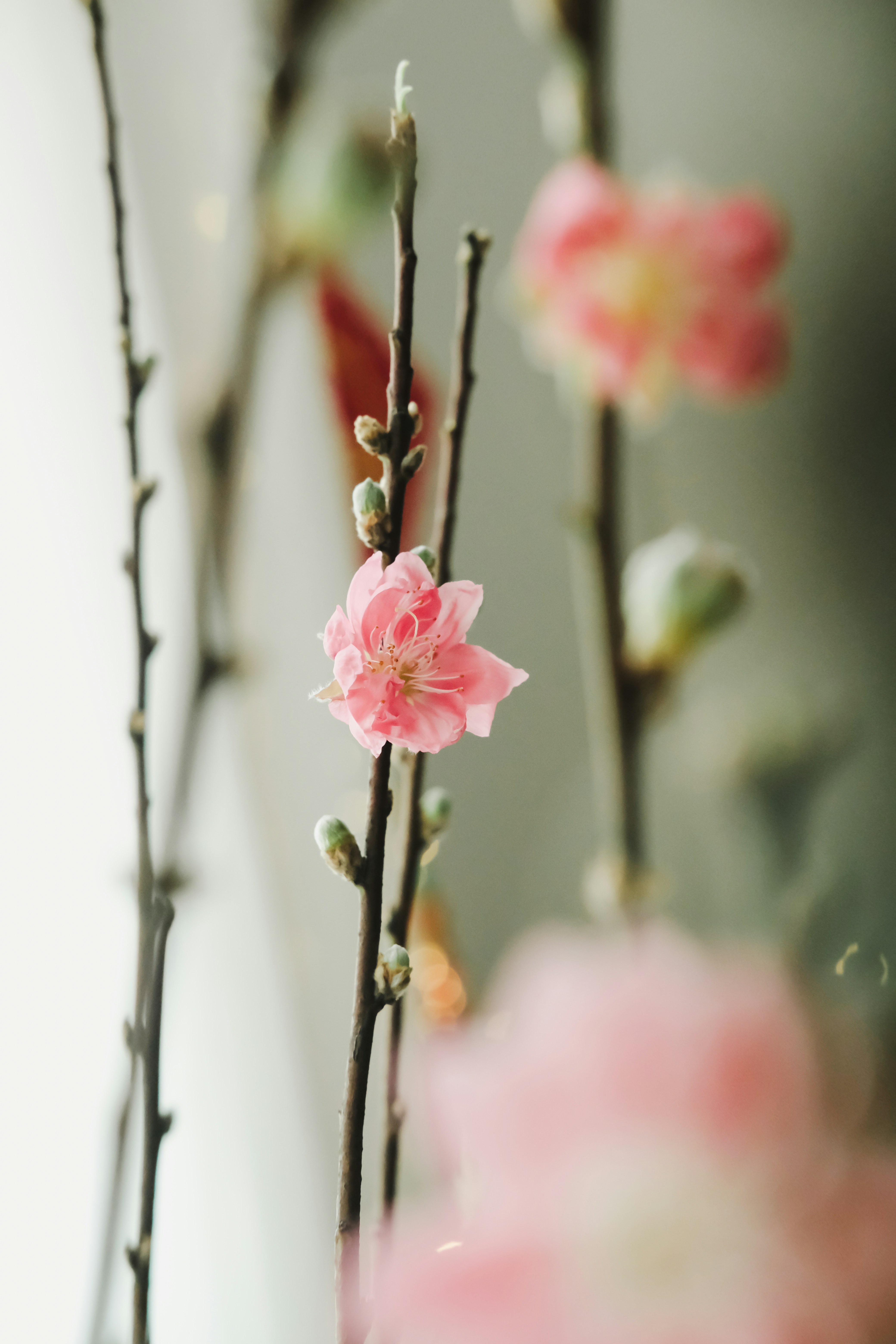 A close up of some pink flowers on a branch