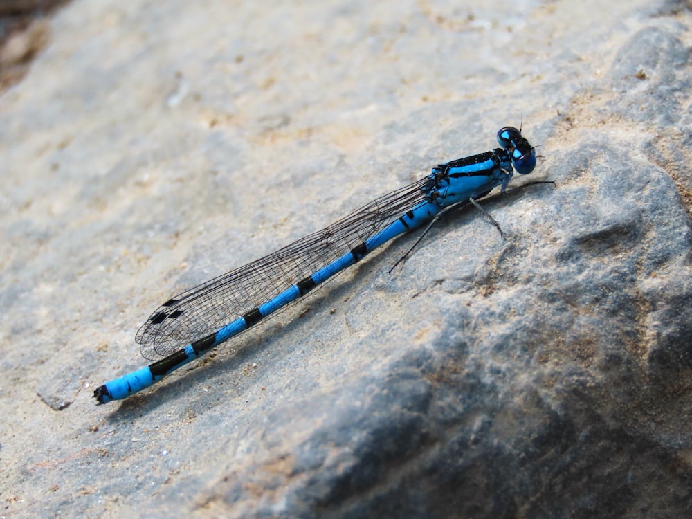 a blue and black dragonfly sitting on a rock