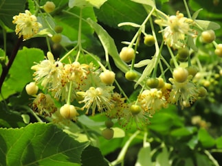 a close up of a bunch of flowers on a tree