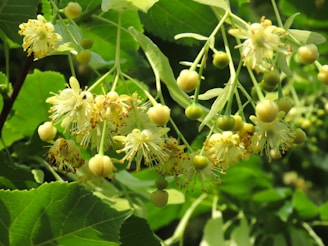 a close up of a bunch of flowers on a tree