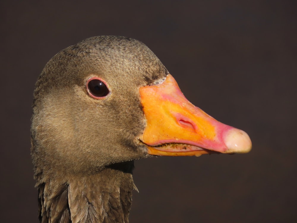 um close up de um pato com um fundo preto