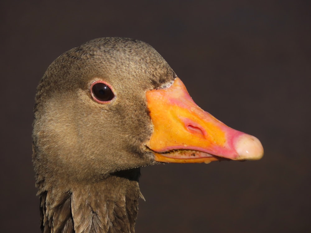 a close up of a duck with a black background
