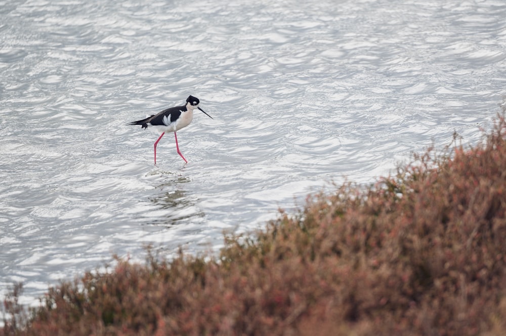 a black and white bird standing in a body of water