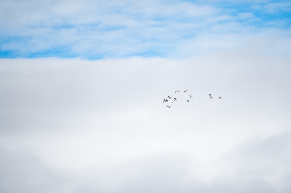 a flock of birds flying through a cloudy sky