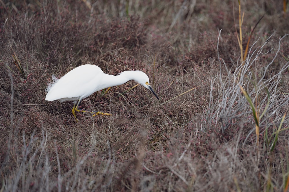 a white bird with a long beak in a field