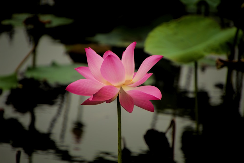 a pink lotus flower sitting on top of a green plant