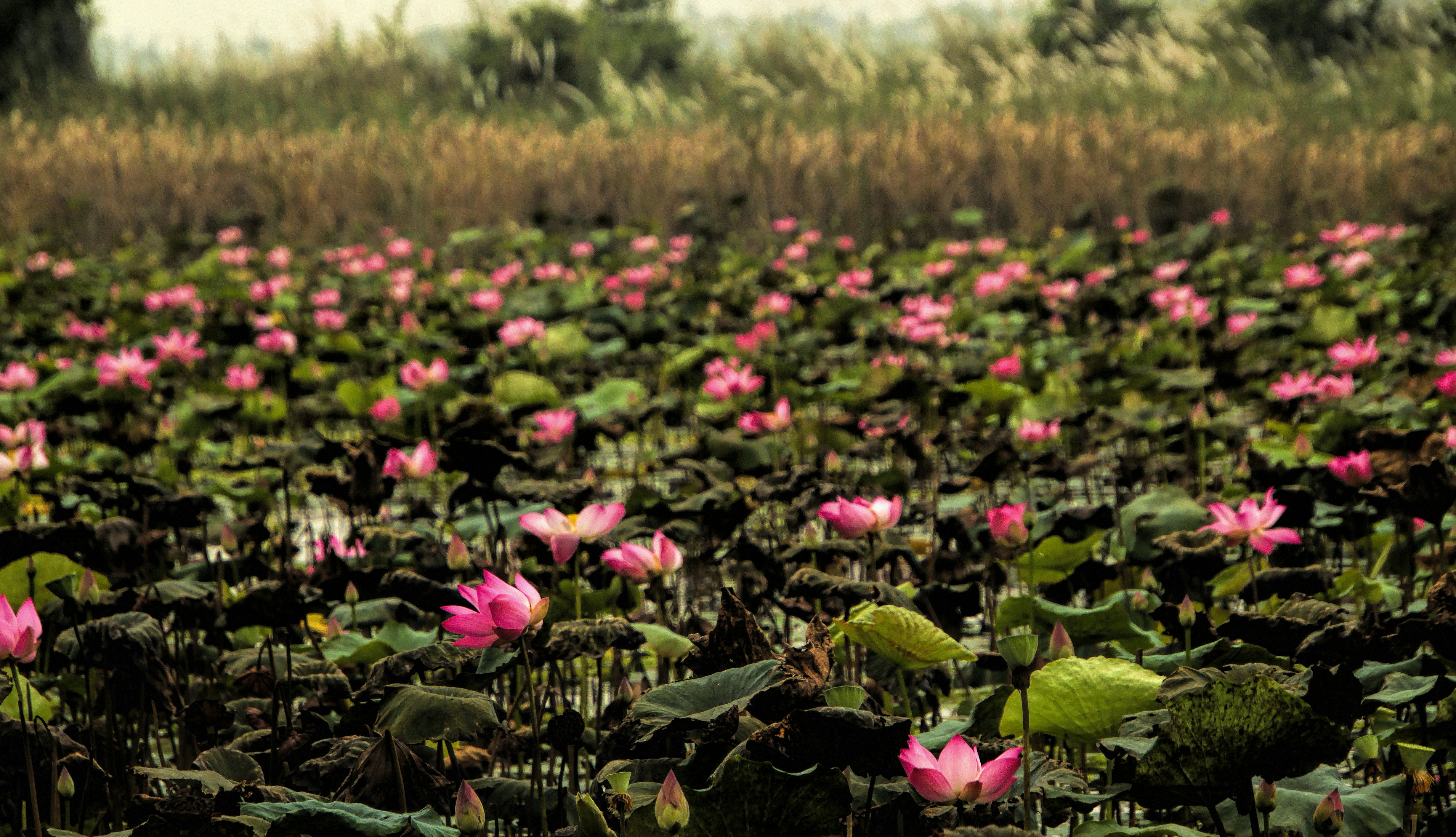 a field full of pink flowers and green leaves